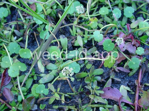 pennywort, whorled